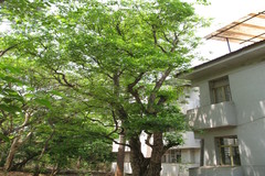 Wrightia tinctoria